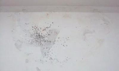 墙面发霉起泡怎么办？教你几招，快速消除（附漂白粉妙用）